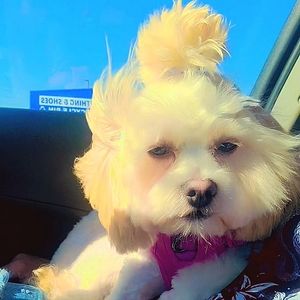 Meet your Posher, Patricia